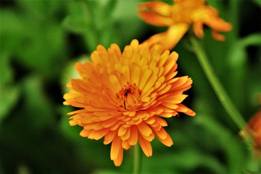 Vibrant orange marigold in focus against a lush green backdrop. Perfect for floral themes.