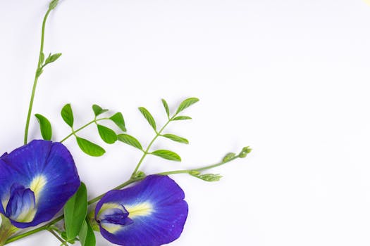Vibrant butterfly pea flowers alongside fresh green leaves on a white background.